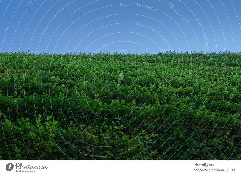 Grüne Sträucherfläche mit blauem Himmel Hecken Fläche grün Schönes Wetter Außenaufnahme Tag Farbfoto Menschenleer Pflanze Natur Umwelt Sommer Textfreiraum oben
