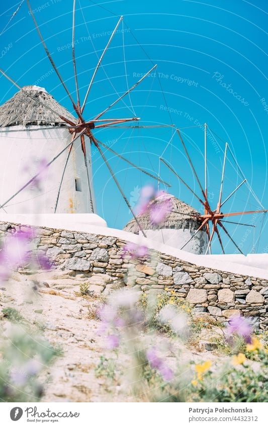 Windmühlen in Mykonos, Griechenland, mit violetten Blumen im Vordergrund. Himmel blau Wahrzeichen reisen Sommer Insel