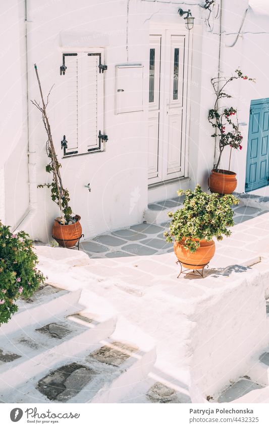 Blumentöpfe mit Pflanzen auf einer weißen Terrasse in Mykonos, Griechenland Blumentopf Töpfe Architektur patio Haus