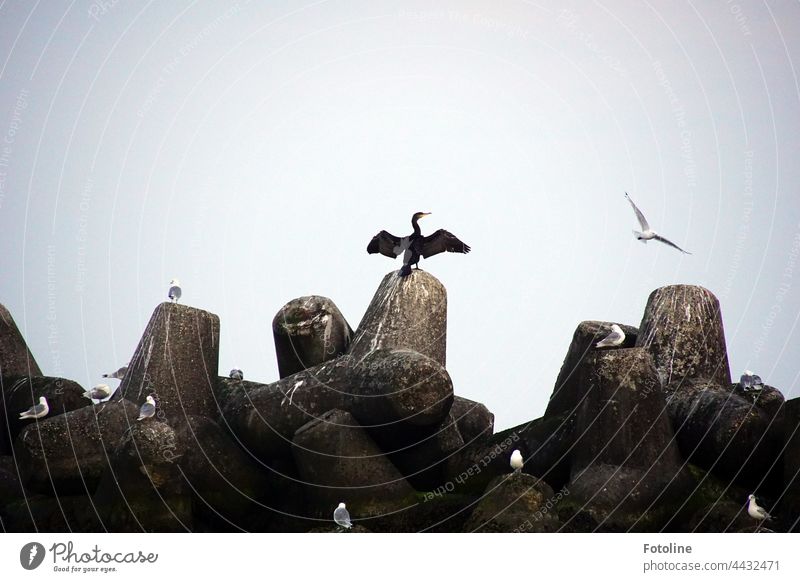 Tetrapoden ragen in den Himmel der Düne Helgoland und dienen Seevögeln wie Kormoranen und Möwen als Pausenplatz. Außenaufnahme Farbfoto Menschenleer Tag