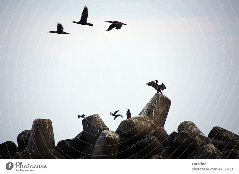 Der Luftraum über den Tetrapoden auf der Düne von Helgoland ist überfüllt. Kormorane fliegen elegant durch die Luft. Einer trocknet noch sein Gefieder.