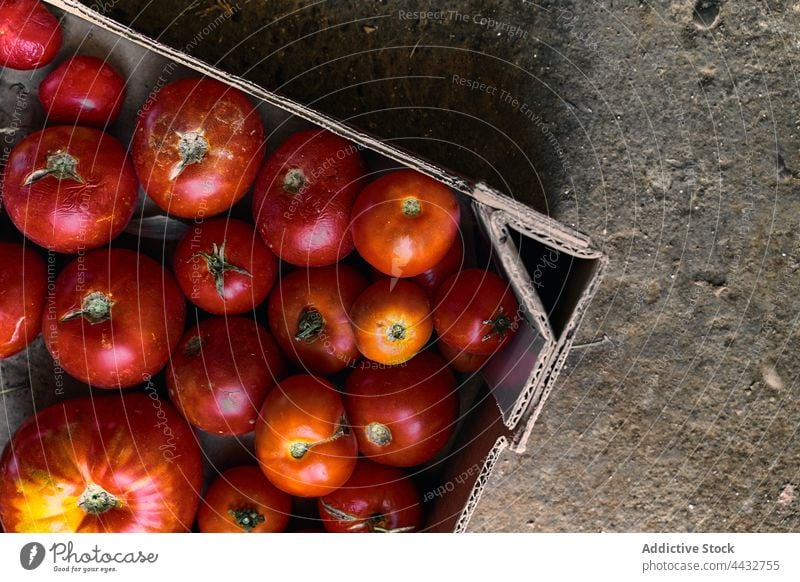 Nahaufnahme einer Kiste mit roten Tomaten auf dem Boden Pflanze Ackerbau Land Natur Gemüse Feld organisch Wachstum Bauernhof Lebensmittel Garten Saison wachsend
