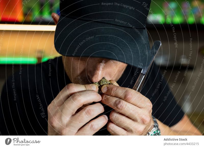 Anonymer Mann riecht trockene Marihuana-Blütenknospe im Zimmer riechen Unkraut Blütenknospen natürlich Aroma Cannabis Pflanze Pinzette Arbeitsbereich Glas Tisch