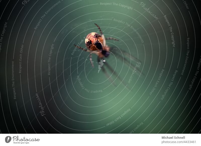 Spinne in ihrem Netz von hinten - als wäre dort ein Gesicht, dass andere Tiere abschrecken soll Abschreckung Makroaufnahme Spinnennetz Farbfoto Insekt