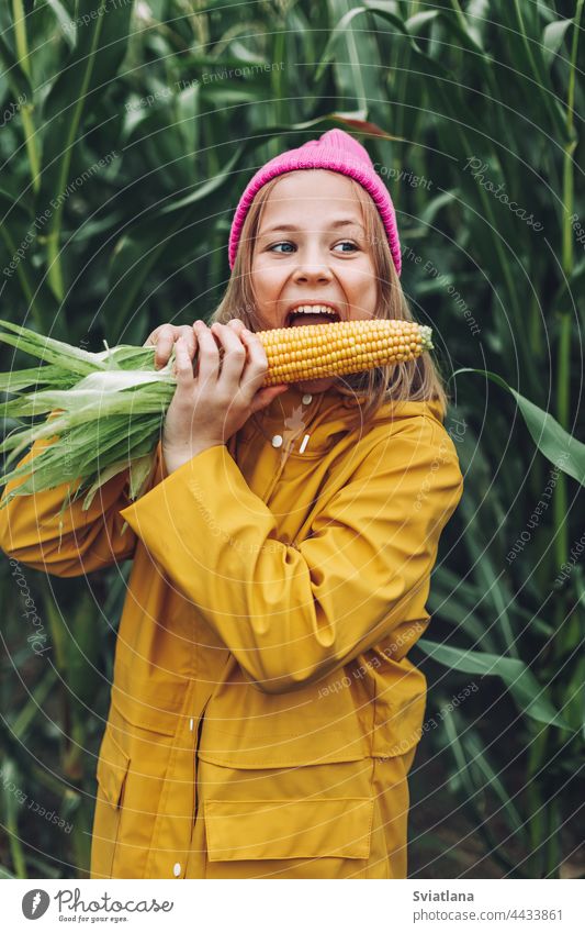 Lustiges kleines Mädchen mit gelbem Regenmantel und pinkfarbener Mütze verdirbt und beißt Mais in einem Maisfeld Herbst Kind Kornfeld Verschlussdeckel Umhang