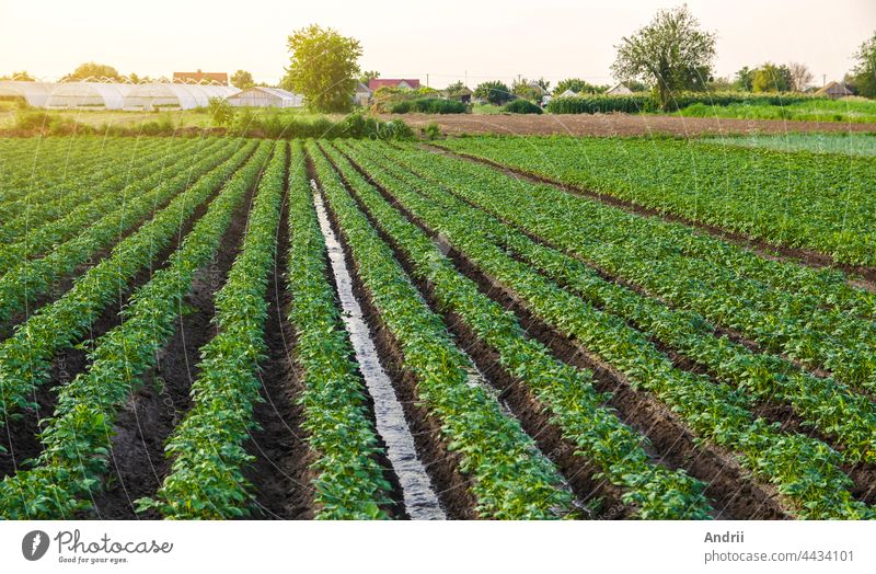 Wasser fließt durch den Kartoffelanbau. Bewässerung und Pflege der Pflanzen. Oberflächenbewässerung der Kulturen. Europäische Landwirtschaft. Die Landwirtschaft. Agronomie. Versorgung der landwirtschaftlichen Betriebe und der Agroindustrie mit Wasserressourcen.