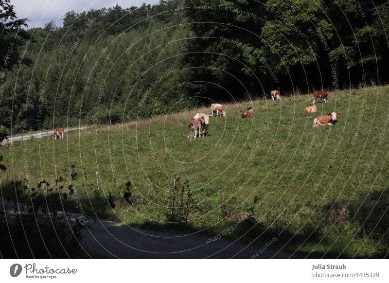 Kühe auf der Weide am Waldrand Waldlichtung Wiese Kuh sitzen liegen stehen Fressen Wiederkäuer chillen relaxen entspannt Rhön Urlaubsstimmung Natur Naturliebe