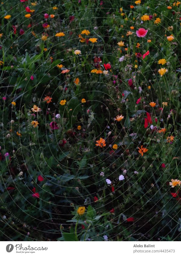 Bunte Blumenwiese Wiese Blühend Sommer Farbfoto Außenaufnahme bunt gemischt Menschenleer Natur