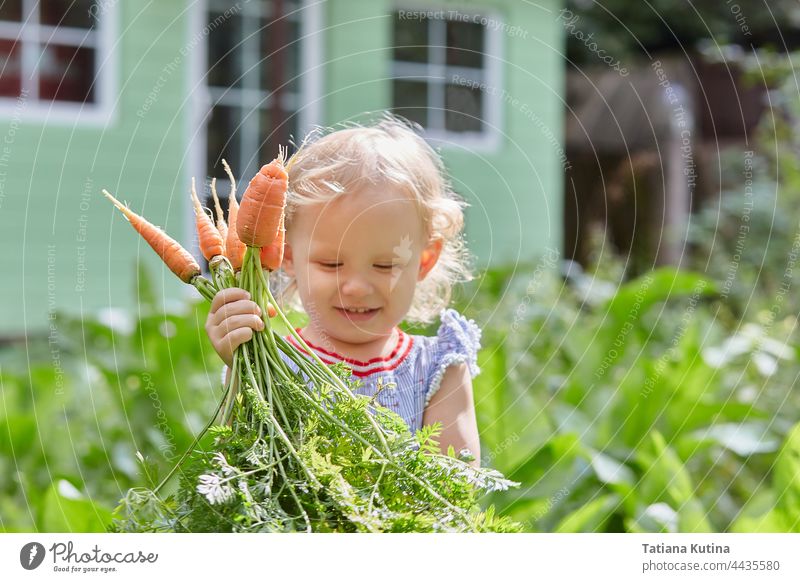 Ein Kleinkind trägt einen Arm voll gepflückter Möhren im Garten. Ein sonniger, glücklicher Sommertag. Ernte im Herbst Mädchen Ernten Gesundheit Lifestyle Natur