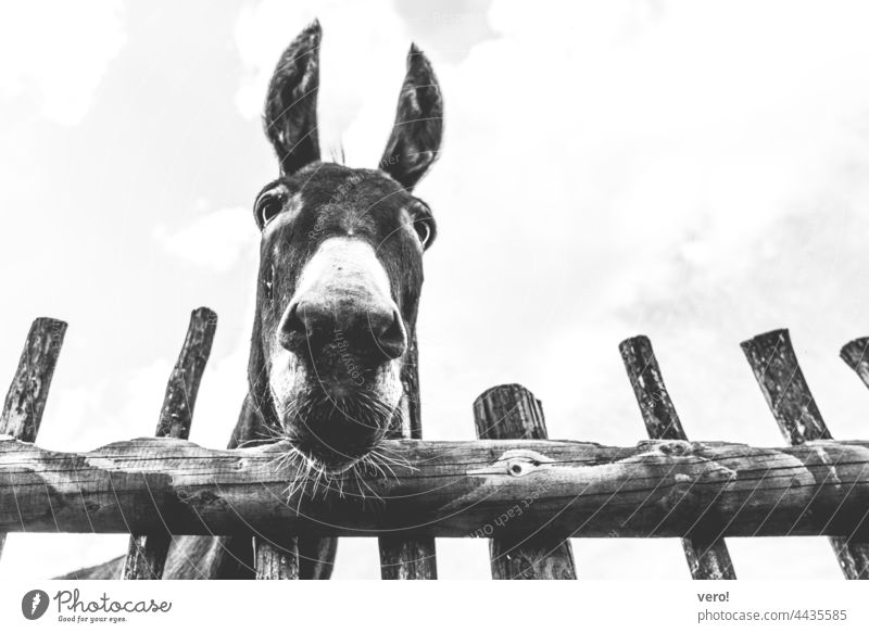 Esel, Holzzaun, S/W Himmel Wetter Wolken Behaarung stehen Vorderansicht Blick nach vorn Tierporträt Wiese Säugetier Weide animal donkey Zaun Natur Haustier