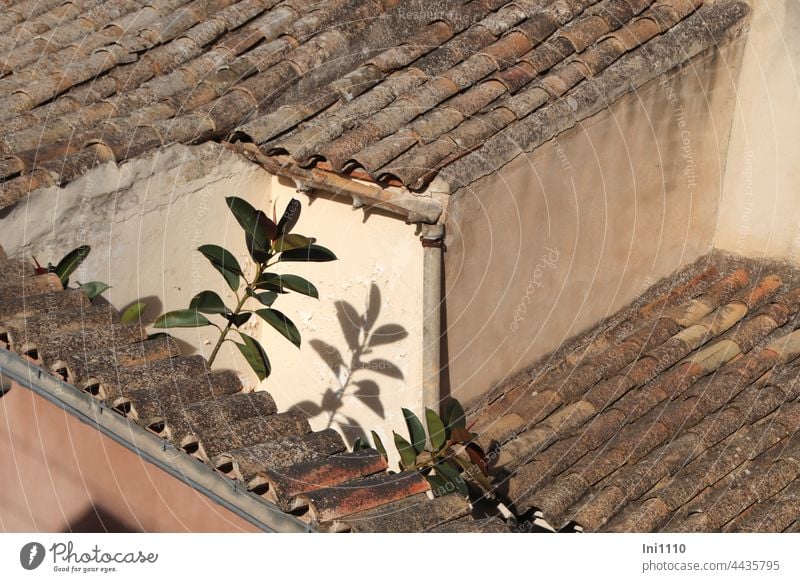 kleine Dachterrasse mit Gummibäumen auf Mallorca Urlaub blick von oben Terrasse Dächer Höhenunterschied Wände Ziegel Flechten Dachrinnen rustikal Sonne Licht