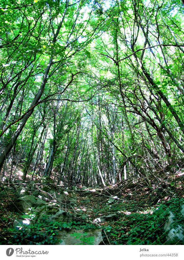 ein bäumlein steht im walde... Natur Baum Blatt Wald grün Waldboden natur pur Farbfoto