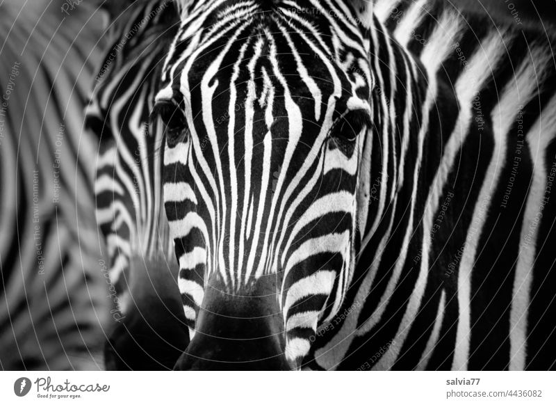 Zebra Look Zebrastreifen Tier Wildtier Zebra Kook Blick Tierporträt Streifen Zoo Muster Schwarzweißfoto Afrika gestreift Fell Säugetier Menschenleer Kontrast