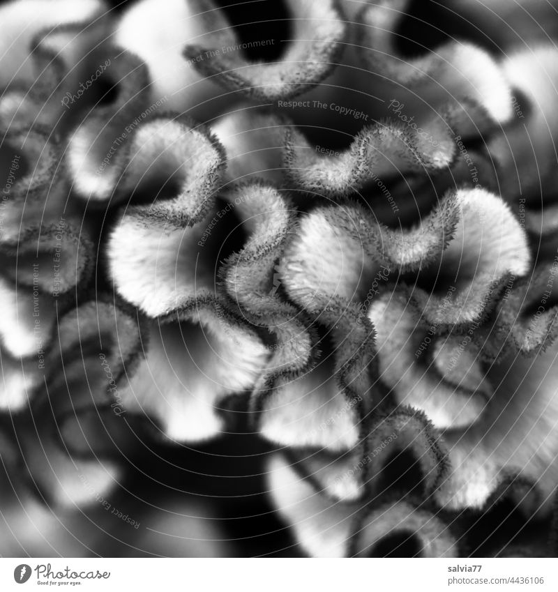 Makroaufnahme einer pilzartigen Blütenstruktur in schwarzweiß Formen und Strukturen Schwarzweißfoto Natur sonderbar außergewöhnlich schwammig Wellenstruktur