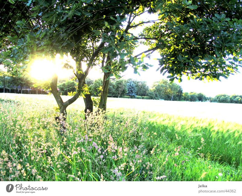 naturo puro Sonne Baum Gras ästhetisch Optimismus Hoffnung Baumstamm Kornfeld Weizenfeld Zweig Ast Farbfoto Sonnenstrahlen Gegenlicht