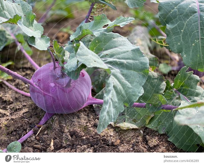 kohlrabi. Lebensmittel Gemüse Vegetarische Ernährung Gesundheit frisch Farbfoto Bioprodukte Vegane Ernährung Gemüsebeet Gemüsegarten selbstversorgung