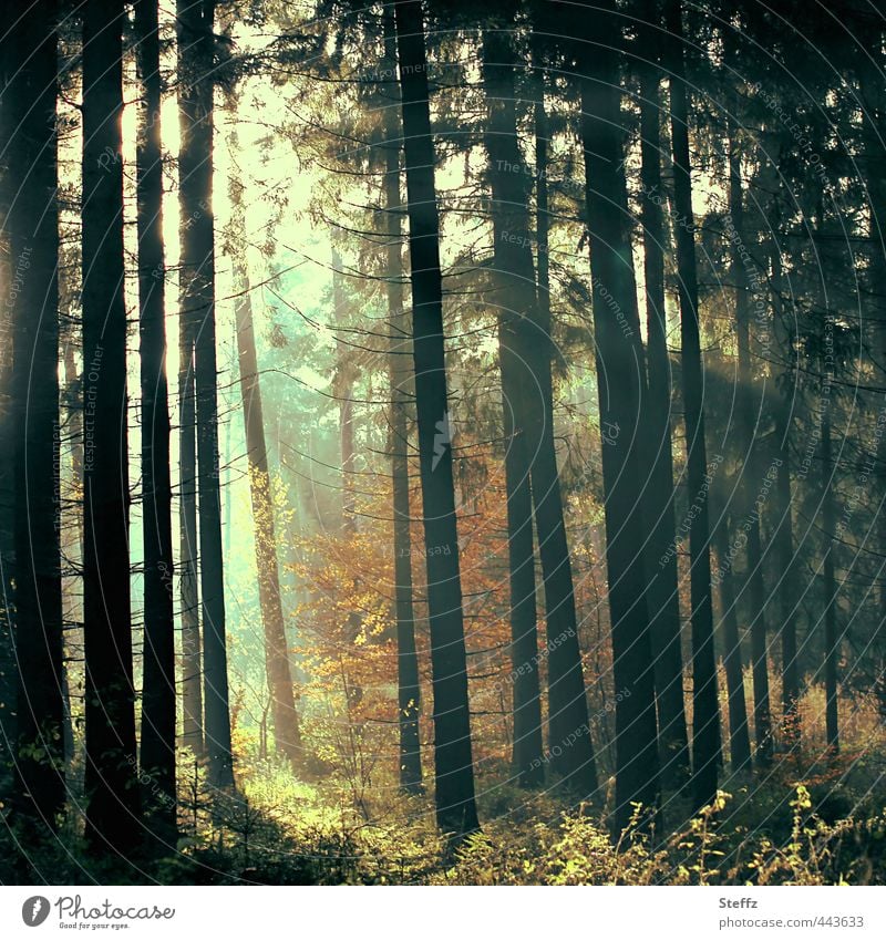 magisches Licht und Stille im Wald Herbstwald Lichtschein Licht im Wald waldbaden Lichtstimmung geheimnisvoll stimmungsvoll Nebelwald Waldstimmung fantastisch