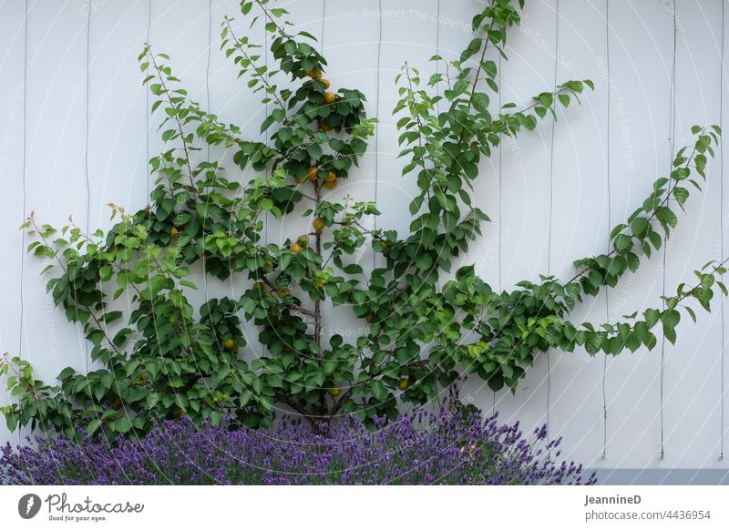 Aprikosenbaum an Hausmauer mit Lavendelsträuchen Wand Außenaufnahme Gebäude Fassade Menschenleer Hauswand Tag Ernte biodiversität anpflanzen Urbanes Leben
