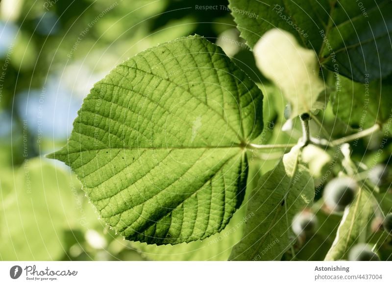 das Blatt Blätter Adern Blattadern grün spitz Spitze fein Natur Baum Laub Frühte schön Pflanze Außenaufnahme Farbfoto Umwelt natürlich Schwache Tiefenschärfe
