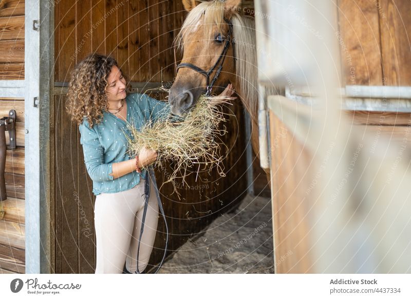 Lächelnde Frau füttert Pferd mit Heu im Stall Futter Hengst Tier pferdeähnlich Pflanzenfresser domestiziert Streicheln Verkaufswagen Viehbestand Bauernhof