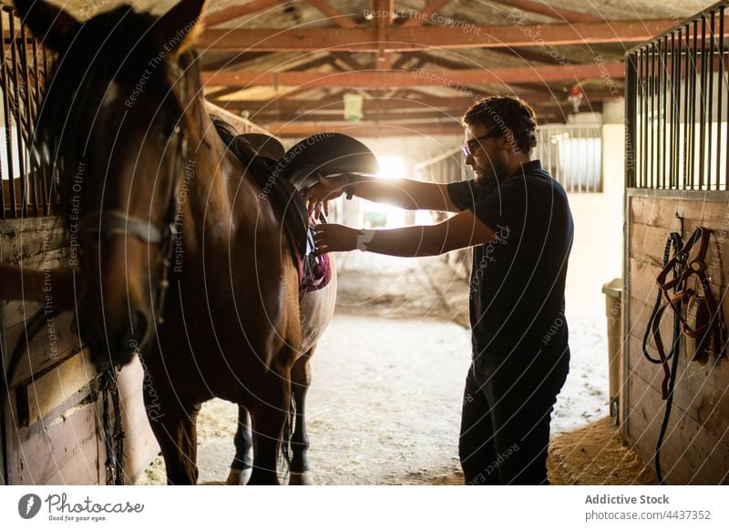 Mann legt den Sattel auf ein Pferd im Stall Hengst Sitz Steigbügel ausrichten pferdeähnlich Tier Viehbestand Pferdestall Reitschule domestiziert Säugetier