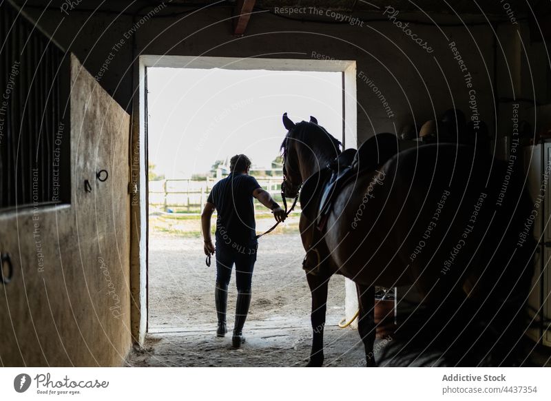 Mann holt Pferd aus dem Stall in der Reitschule Hengst herausnehmen Pferdestall pferdeähnlich Tier Viehbestand Säugetier domestiziert Landschaft Spaziergang