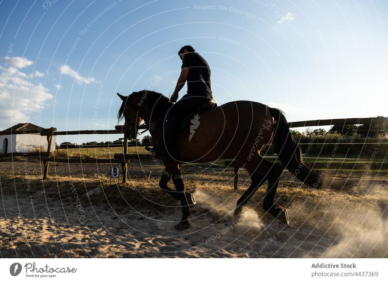 Mann reitet Pferd in der Landschaft Paddock im Sonnenschein Hengst Mitfahrgelegenheit pferdeähnlich Tier Staubwischen Sattelkammer Reitschule Viehbestand