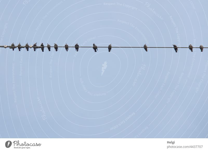 besetzt - Stare sitzen auf einer Stromleitung vor blauem Himmel Vogel viele Herbst Vogelzug Rast Zugvogel Froschperspektive Reihe Abstand gemeinsam Wildtier