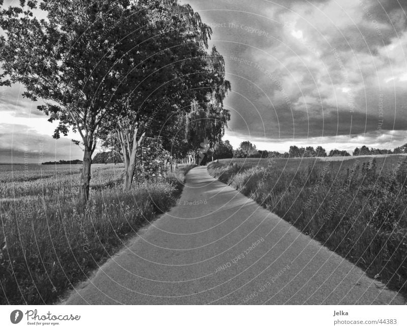 Der Weg zum Glück Wolken Gewitterwolken Baum Gras Feld Wald Straße Wege & Pfade dunkel Kornfeld Weizenfeld Asphalt Schwarzweißfoto