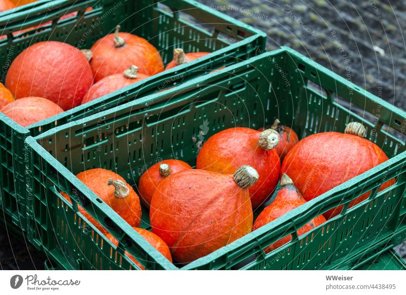 Viele kleine hübsche Hokkaido-Kürbise liegen im Regen in grünen Kisten Markt verkaufen anbieten essen kochen Lebensmittel Ernte Frucht Herbst rund Bioprodukte
