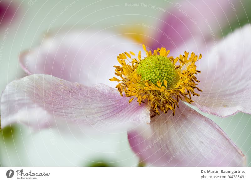 Blüte einer japanischen Herbstanemone, Anemone hupehensis, Ranunculaceae Japanisch Zucht Buschwindröschen Pflanze Blume Hybriden Varieté Garten-Formular Auswahl