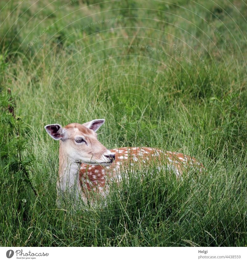weibliches Damtier liegt im hohen Gras und beobachtet die Umgebung Damwild Damwildgehege Wiese liegen schauen Ruhe ruhen Punkte Fell Sommerfell Tier Farbfoto