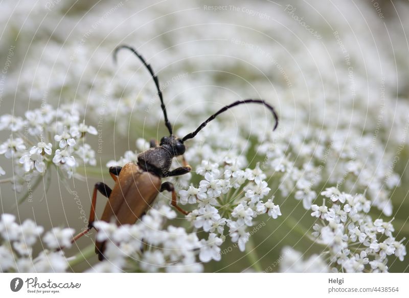 Braunroter Erdbock in einer weißen Doldenblüte Käfer Bockkäfer Insekt Fühler Blume Blüte Sommer braun schwarz Nahaufnahme Makroaufnahme Tier Außenaufnahme