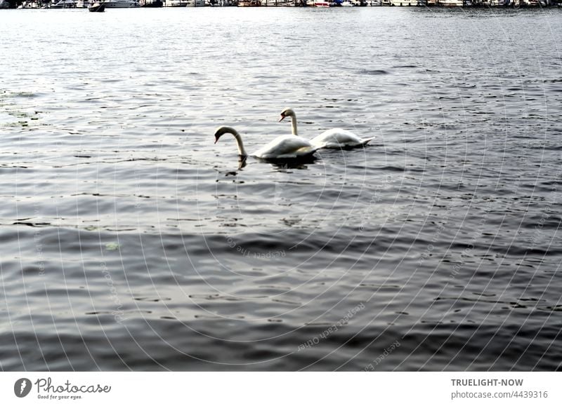 Zwei Schwäne auf dem Tiefen See schwimmen zum gemeinsamen Abendessen - im Hintergrund ein schmaler Streifen Potsdam Schwan Schwanenpaar Fluss Havel Wasservögel