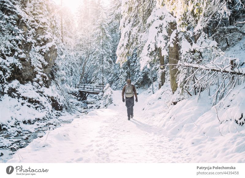 Person, die im Winter auf einem verschneiten Weg in einem Wald spazieren geht wandern laufen Rücken Schnee kalt gefroren Sonnenlicht sonnig Abenteuer