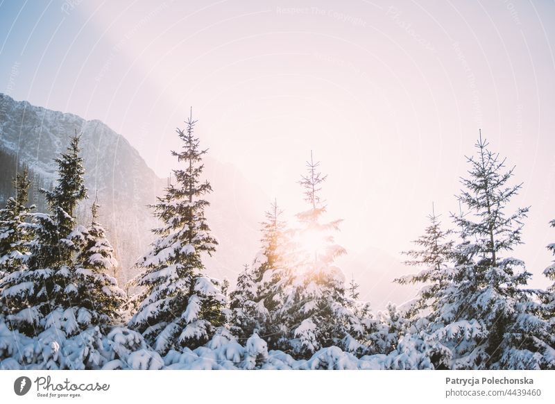 Abendliches Sonnenlicht, das durch schneebedeckte Tannen in den winterlichen Bergen scheint Sonnenschein Winter Schnee Abenddämmerung Natur kalt gefroren Bäume