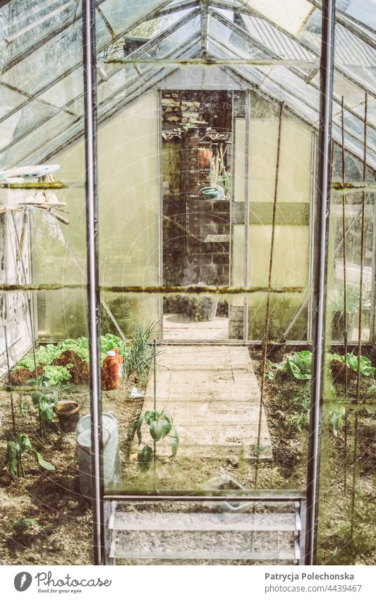 Kleines altes Glasgewächshaus, in dem Gemüse wächst Gewächshaus ländlich Landwirtschaft Garten Baracke wachsend Bodenbearbeitung kultivierend