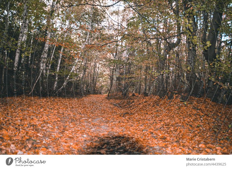 Niedriger Blickwinkel auf die Straße, die zum Wald führt, während der Herbstsaison Tiefblick Herbstlaub herbstlich Herbstbeginn Herbstfärbung Umwelt Hintergrund
