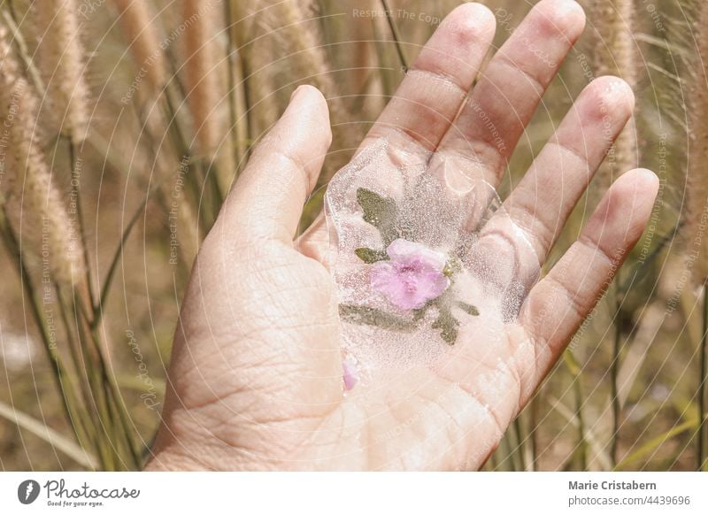 Hand hält Blume in schmelzendem Eiszapfen gefangen Konzept tauendes Eis globale Erwärmung Klimawandel saisonale Verschiebung Saisonwechsel Frühling