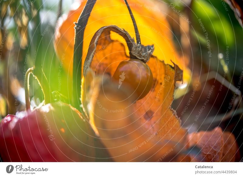 Physialis im Herbst Flora Natur Blüte Pflanze Tag Tageslicht Lampionblume Nachtschattengewächse Blütenkelch Stängel Garten Orange Grün Verwelken Vergänglichkeit