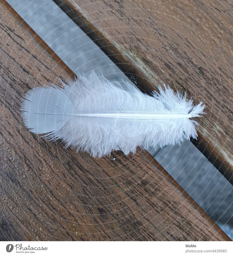Weiße Daunenfeder im Morgentau auf einer Holzbank gefiedert Vogel Feder weich leicht Schutz Mauser Federkiel Keratin Wärmedämmung plumologie zart weiß