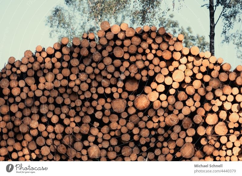 Baumstammstapel Wald Umwelt Baumstämme Forstwirtschaft Abholzung Waldsterben Klimawandel Totholz Borkenkäfer Zerstörung Holz
