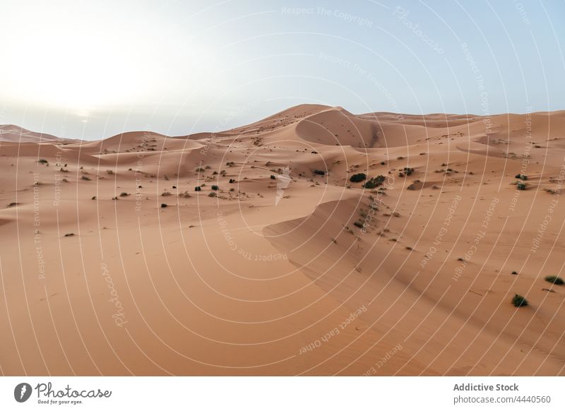 Wüste Sahara mit Pflanzen auf Dünen im Tageslicht wüst Hochland Himmel Natur Landschaft Sand trocknen wasserlos majestätisch Königreich malerisch Marokko