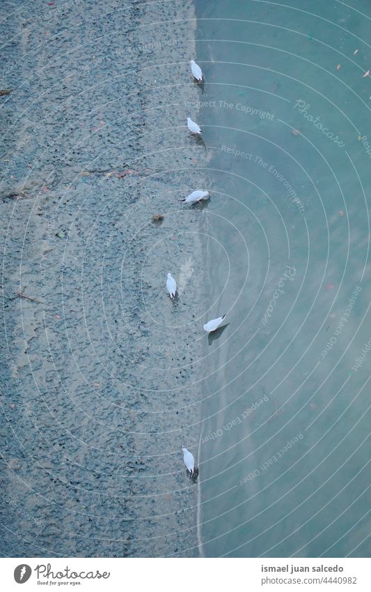 weiße Möwe auf dem Fluss Vogel Tier Federn Schnabel Flügel Park See Wasser im Freien Natur wild Tierwelt Gefieder Außenaufnahme