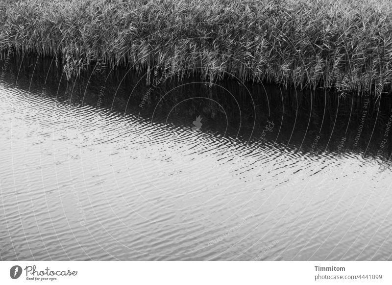 Wasser, sanfte Wellen und Schilfgras Fjord See Wasseroberfläche Schilfrohr Kontrast hell dunkel Menschenleer Schwarzweißfoto Dänemark