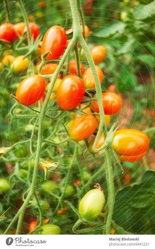 Nahaufnahme von Bio-Datteltomaten, selektiver Fokus. Tomate organisch Bauernhof Ackerbau Gemüse Frucht Pflanze Garten frisch grün Lebensmittel Gesundheit