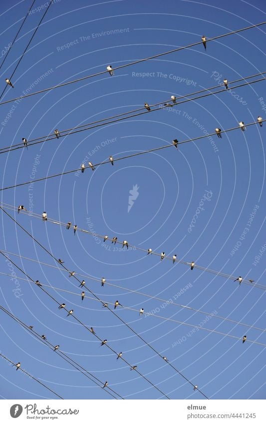 52 Schwalben sitzen verteilt auf 15, in verschiedene Richtungen verlaufenden Stromleitungen / Zugvögel Singvogel Sperlingsvogel himmelblau Ansammlung Vogel