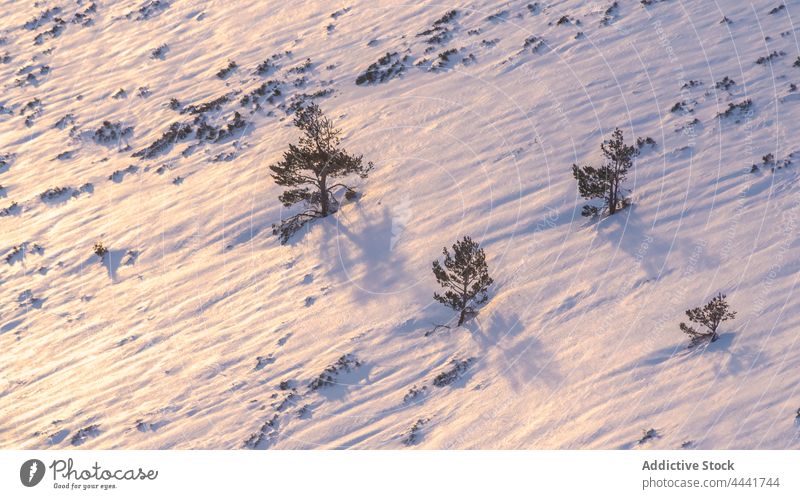 Bäume wachsen auf einem verschneiten Hügel im Sonnenlicht Berge u. Gebirge Schnee Berghang Baum Landschaft Umwelt Winter Kamm kalt Natur Saison Wald ruhig