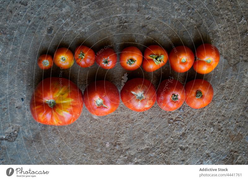 Nahaufnahme einer Reihe von roten Tomaten auf dem Boden Pflanze Ackerbau Land Natur Gemüse Feld organisch Wachstum Bauernhof Lebensmittel Garten Saison wachsend