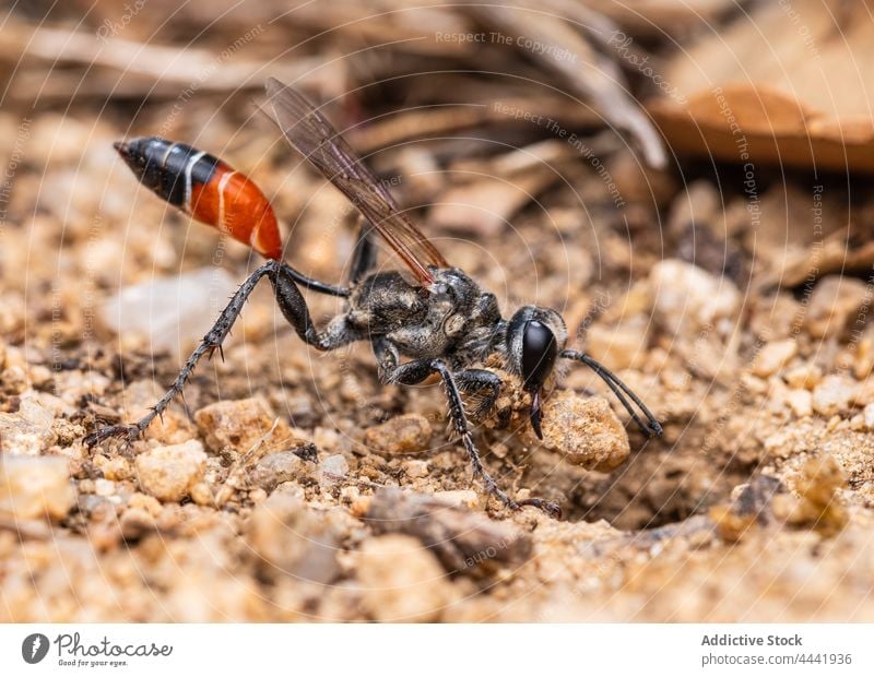 Prionyx kirbii ist eine Gattung von Wespen aus der Familie der Sphecidae, die ein Loch graben, um ihre Larven zu vergraben prionyx sphecidae wild Tierwelt